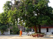 148  Wat Mahathat.JPG